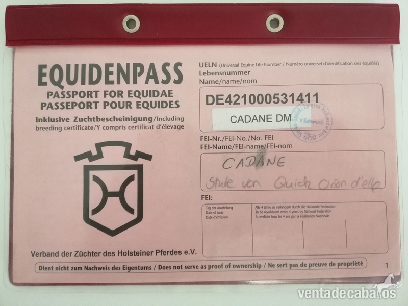 YEGUA HOLSTEINER CERTIFICADA in 