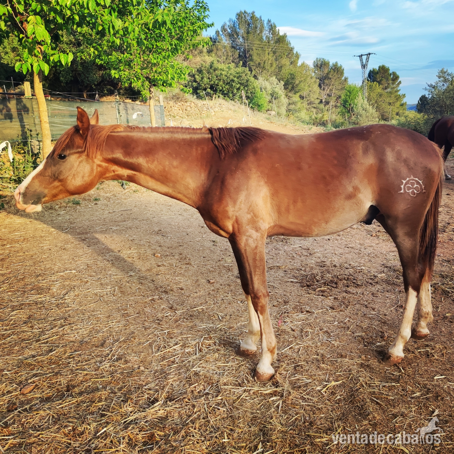 Appaloosa