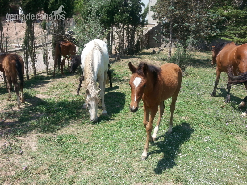 Caballo de Deporte Español (CDE)