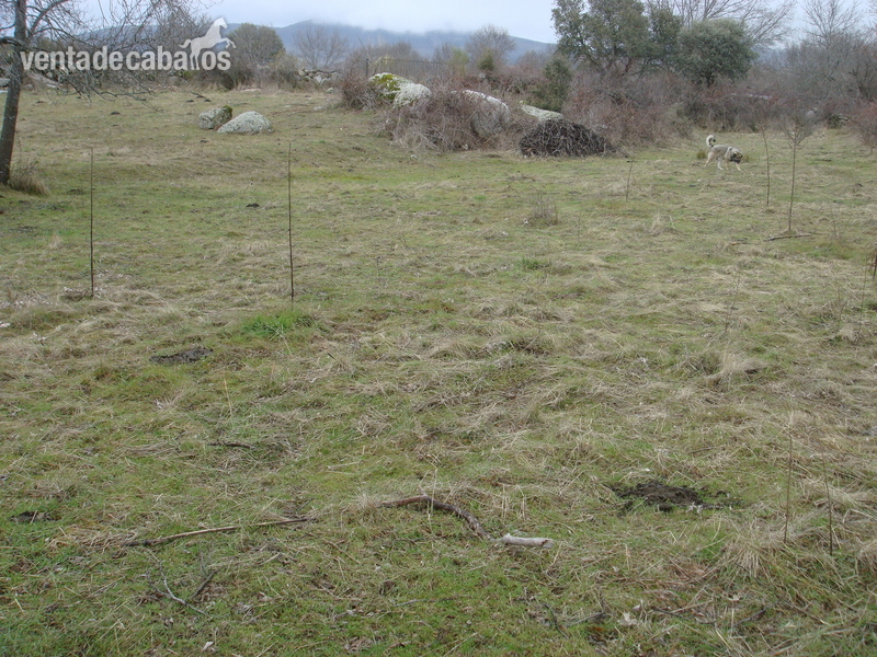 Finca 2000 metros ideal caballos in Fresnedillas de la Oliva