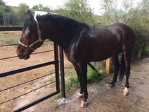 Caballo de doma