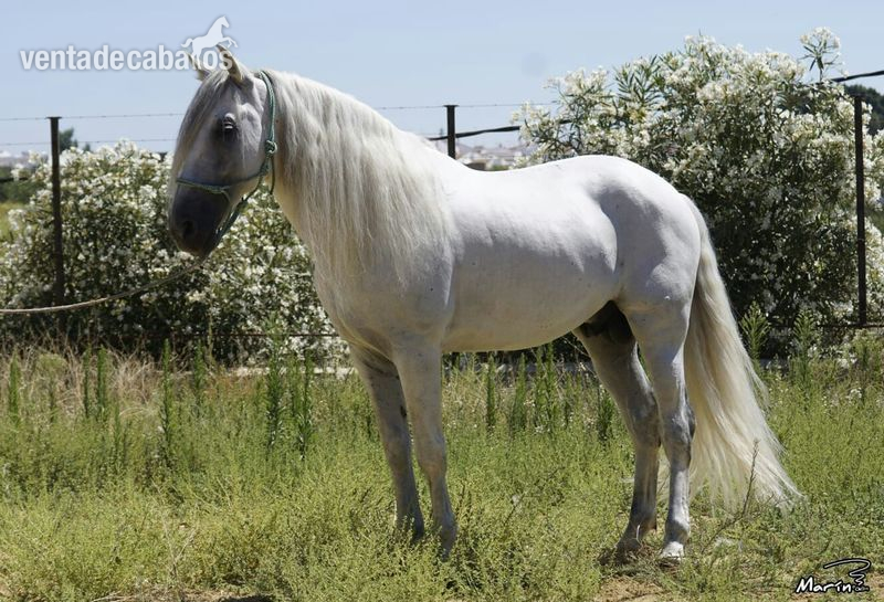 VENTA CABALLO PRE in 