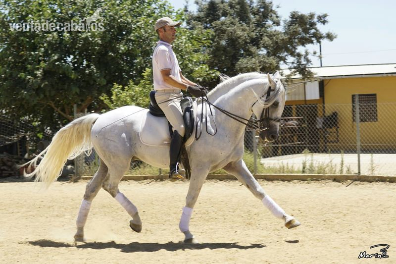 Pura Raza Española