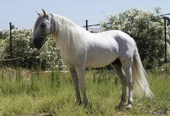 VENTA CABALLO PRE