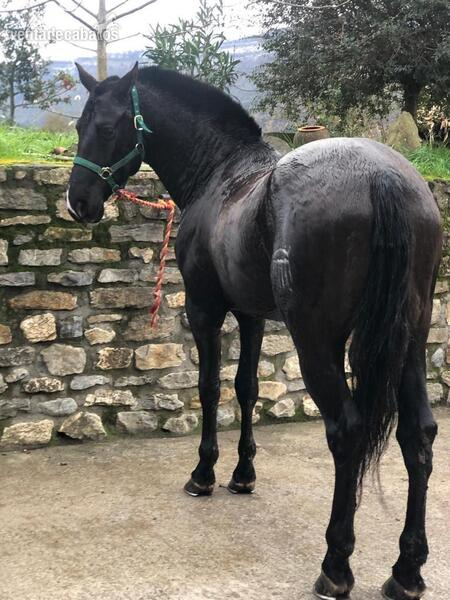 Caballos Pura Raza Española (P.R.E.) Pre pura raza español  - Pre negro  Caballo pura raza español 10 años barroco 