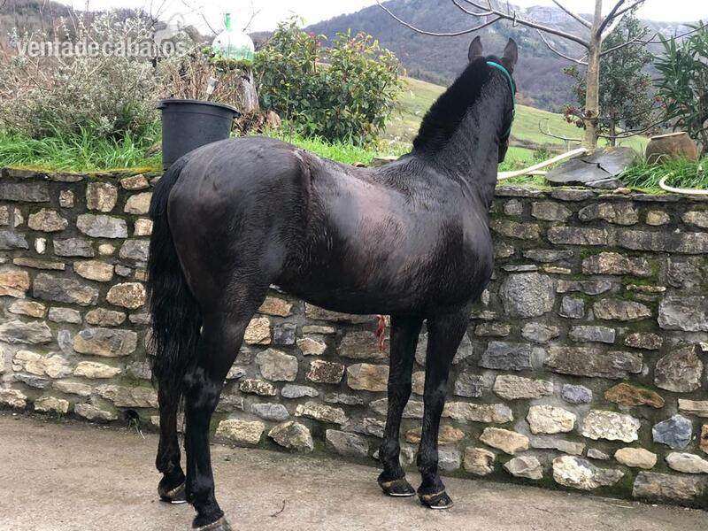 Pre negro  Caballo pura raza español 10 años barroco  - Caballos Pura Raza Española (P.R.E.) Pre pura raza español 