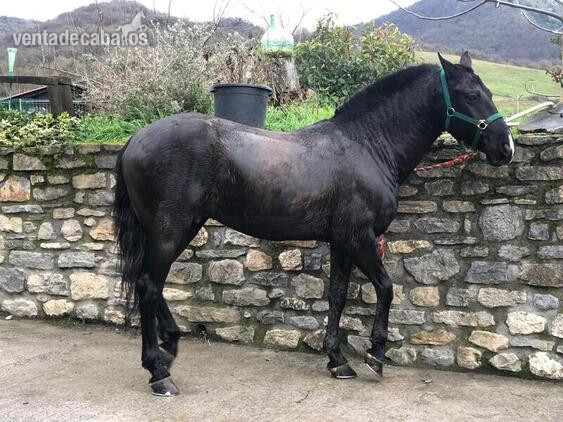 Pre negro  Caballo pura raza español 10 años barroco  in 