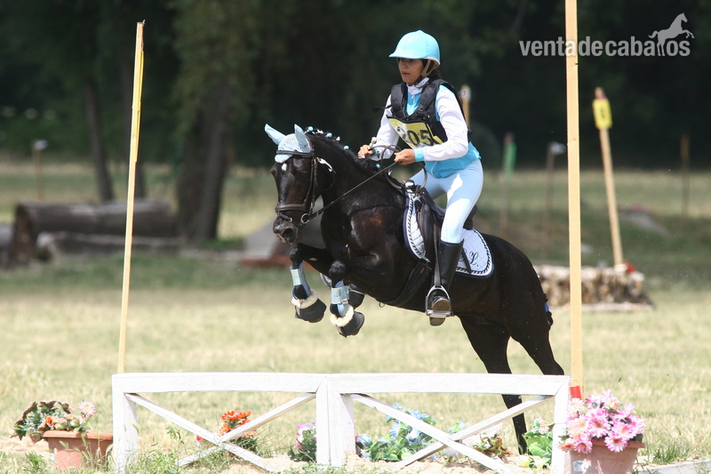 Poni de Competicion / Deporte