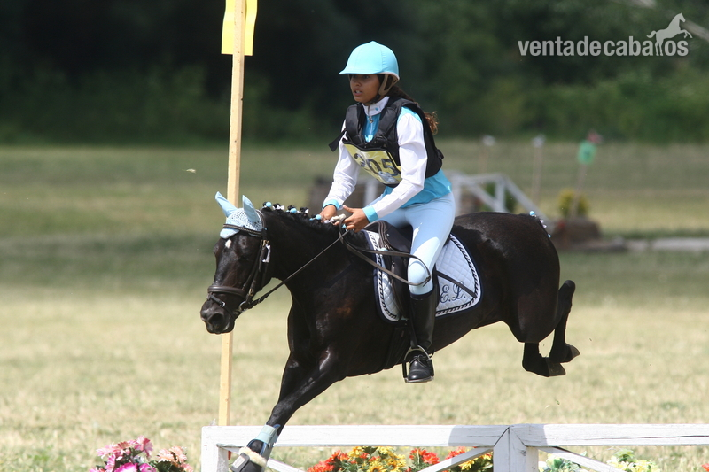 Poni de Competicion / Deporte {TYPE}