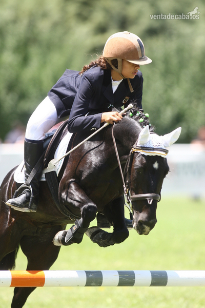 Ponis Pony Club Poni de Competicion / Deporte - SE VENDE PONY B DE COMPETICION