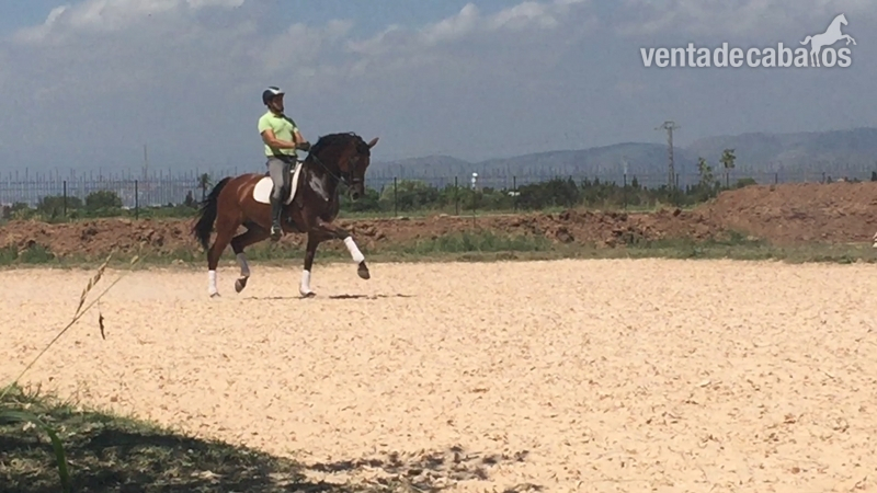 IMPRESIONANTES potros y caballos de deporte. in 