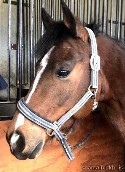 Welsh Cob