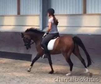 Welsh Cob {TYPE}