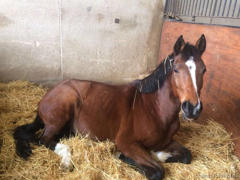 Ponis Pony Club Welsh Cob - Poni E Espectacular Para Doma Clasica 