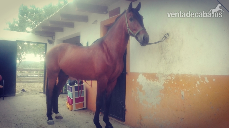Se vende PRE  in 