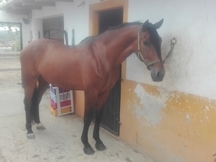 Se vende PRE