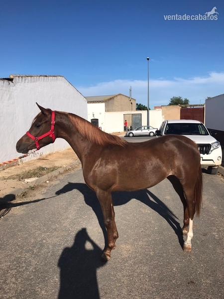 Yegua Pura Raza Arabe . Pra in 