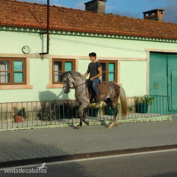 Caballo Puro Sangre Lusitano in 