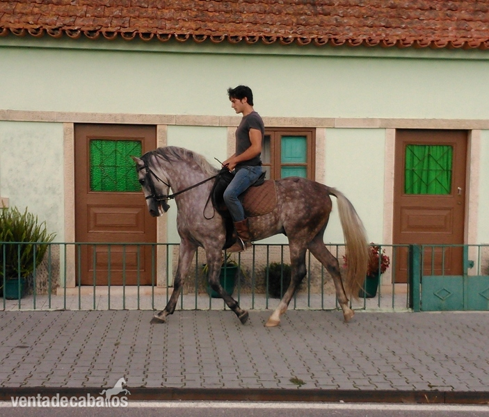 Lusitano