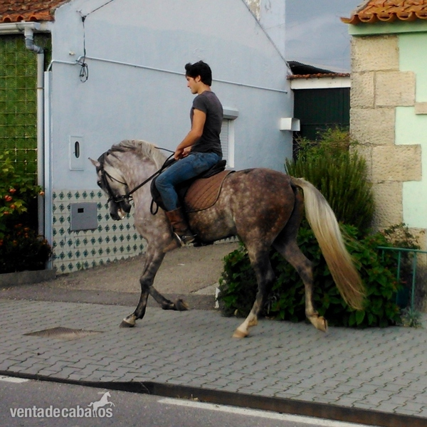 Lusitano {TYPE}