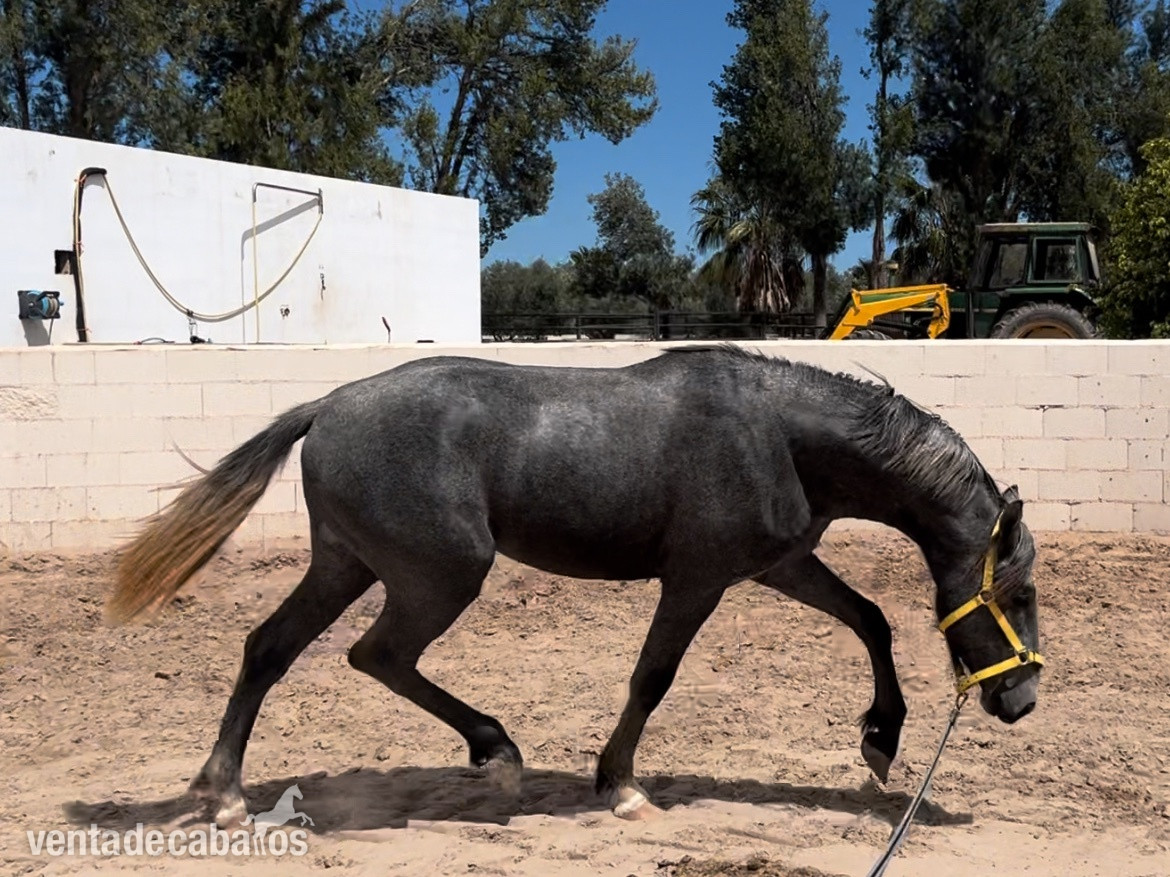 Caballos nivel 4 y san Jorge- ínter I  - Caballos Capados in 