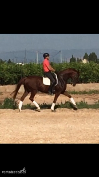 Caballos nivel 4 y san Jorge- ínter I  - Caballos Capados