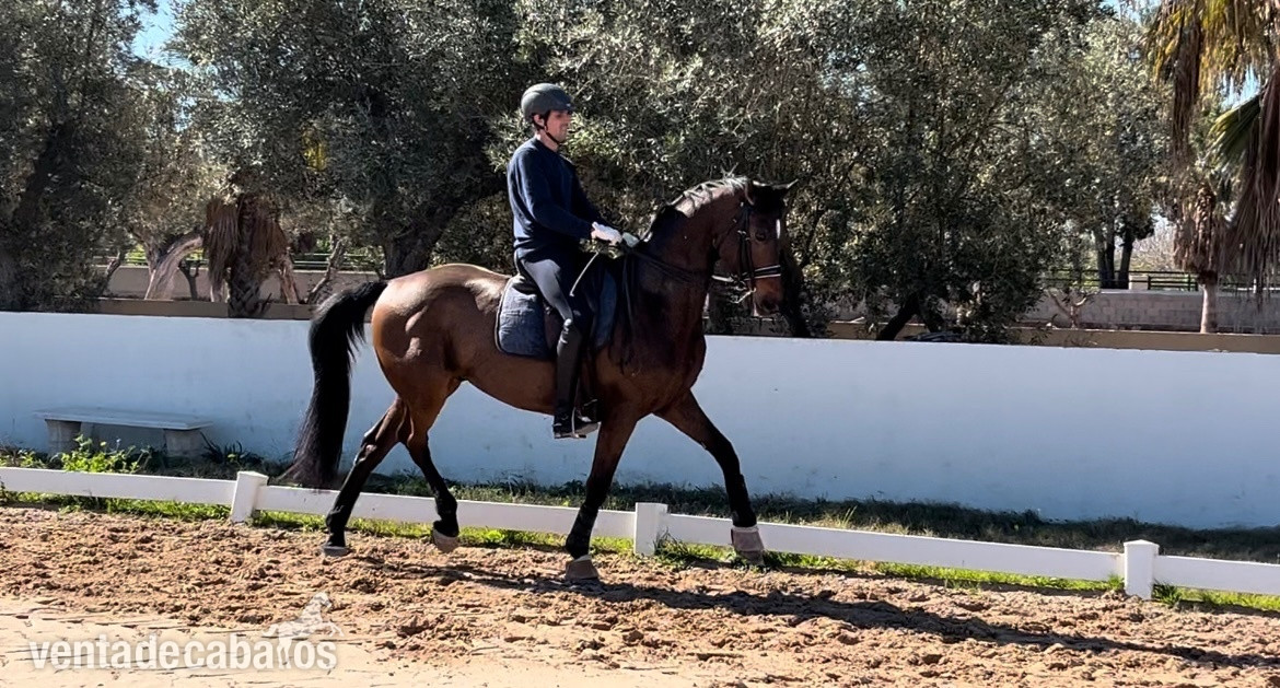 Caballos Capados - Caballos nivel 4 y san Jorge- ínter I  in 
