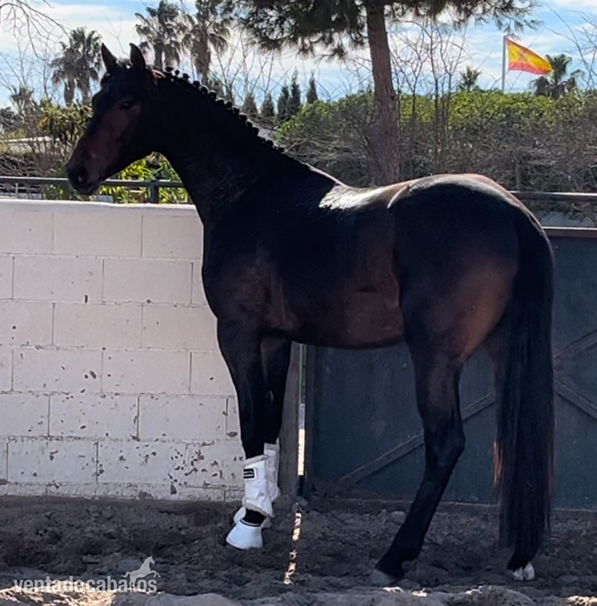 Caballos Capados - Caballos nivel 4 y san Jorge- ínter I 