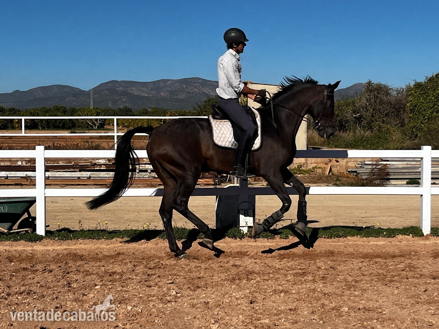 Caballo de Deporte Español (CDE)