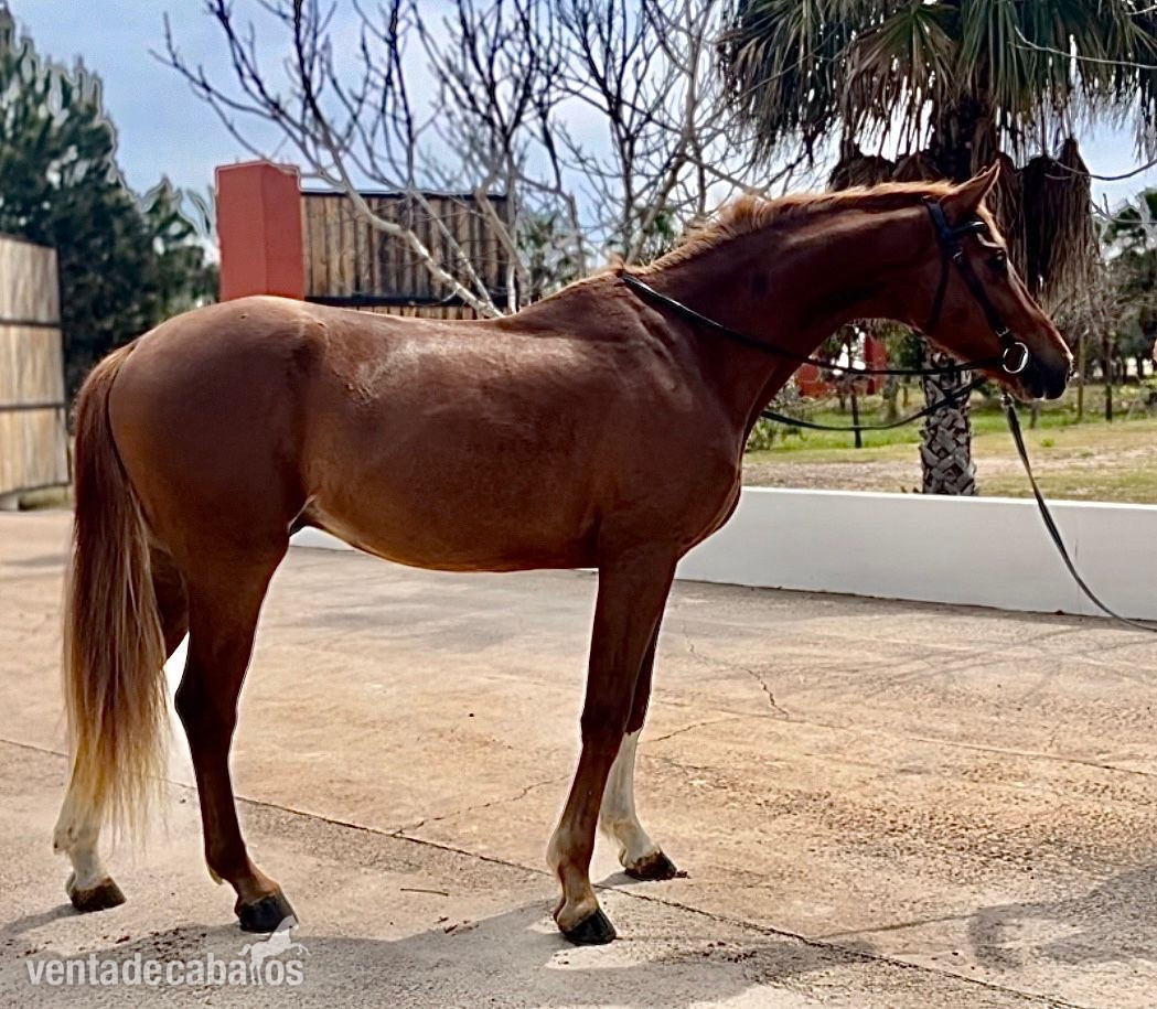 Caballo de Deporte Español (CDE) {TYPE}