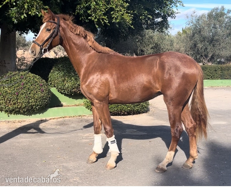 Caballos Capados Caballo de Deporte Español (CDE) - Caballos nivel 4 y san Jorge- ínter I 