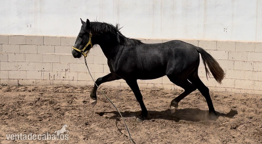 Caballos nivel 4 y san Jorge- ínter I  - Caballos Capados Caballo de Deporte Español (CDE)