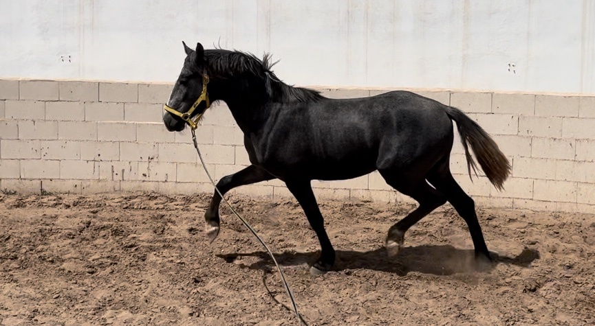 Caballos nivel 4 y san Jorge- ínter I  - Caballos Capados Caballo de Deporte Español (CDE)