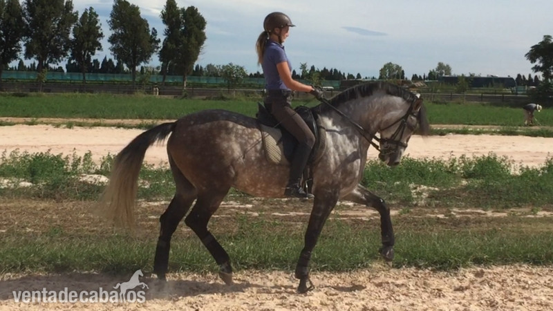 Caballos nivel 4 y san Jorge- ínter I  - Caballo de Deporte Español (CDE)