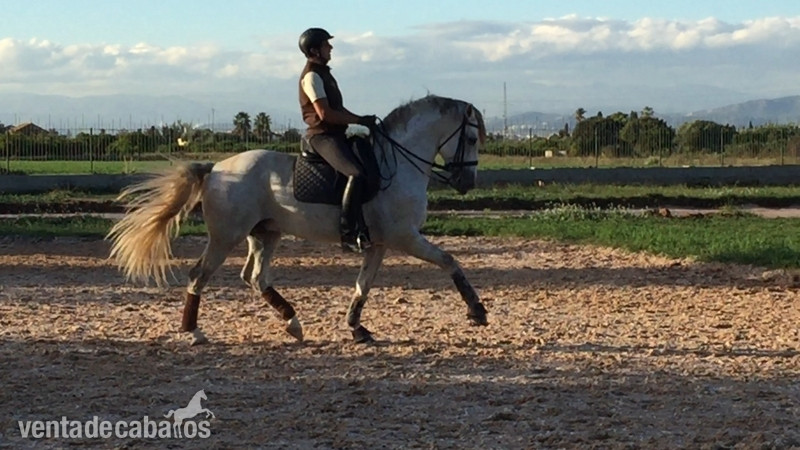 Caballos nivel 4 y san Jorge- ínter I 