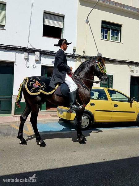 Caballo menorquin entero - Caballos Enteros Menorca