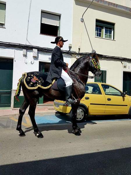 Caballo menorquin entero - Caballos Enteros Menorca