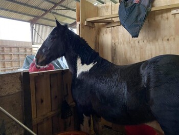 POTRO APPALOOSA GRUPA NEVADA.