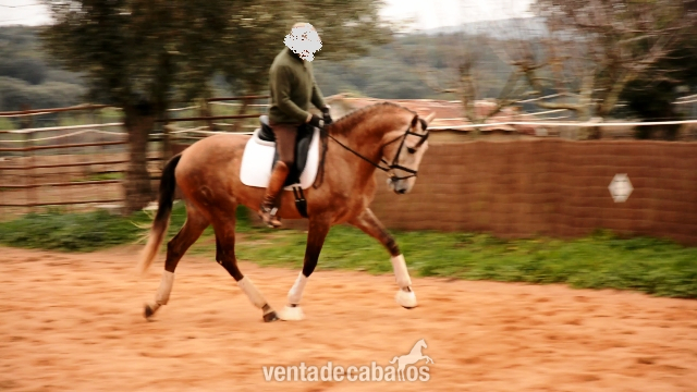 Duque - Lusitano in 