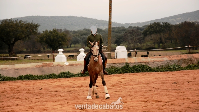 Lusitano