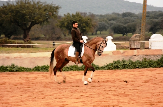 Lusitano {TYPE}