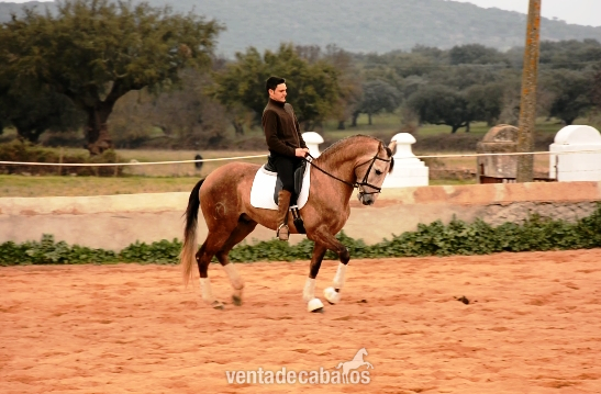 Lusitano {TYPE}