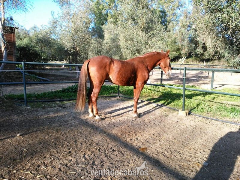 Vendo caballo alzada 1,75 in 