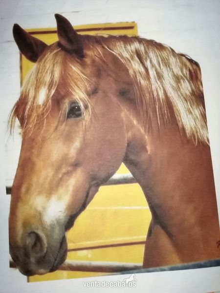 Lusitano