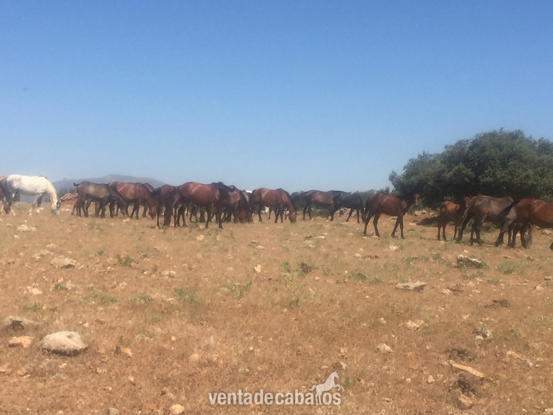 VENTA DE CABALLOS in 