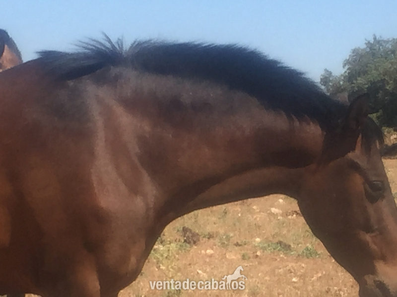 Caballos Pura Raza Española (P.R.E.) Pura Raza Española - VENTA DE CABALLOS