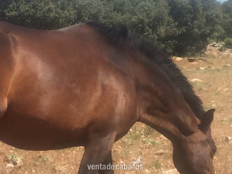 VENTA DE CABALLOS - Caballos Pura Raza Española (P.R.E.) Pura Raza Española