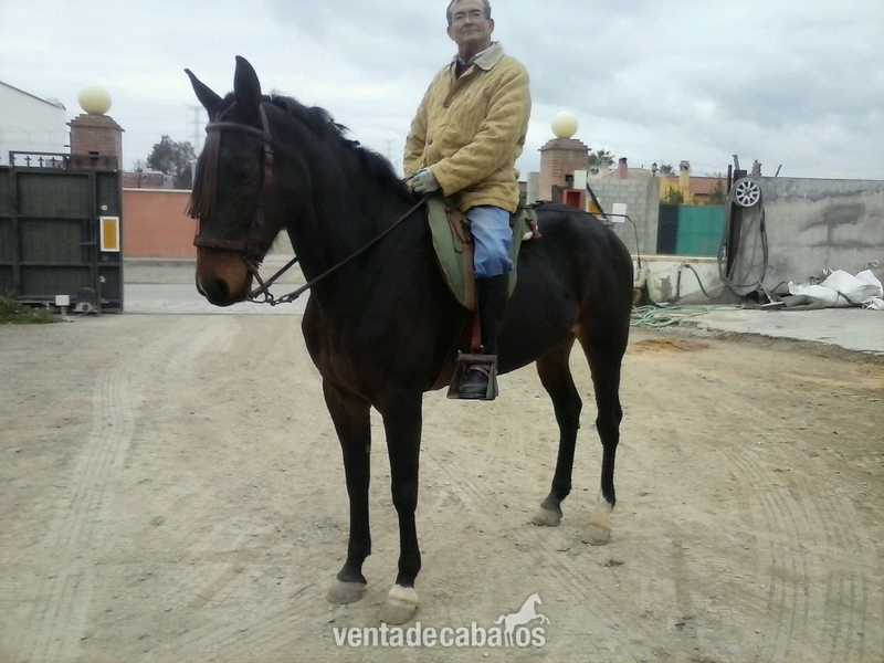 Vendo Yegaua Anglo-árabe in 