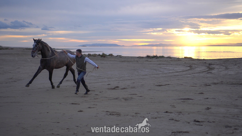 Andaluz {TYPE}