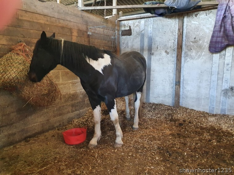 Allrounder Horses